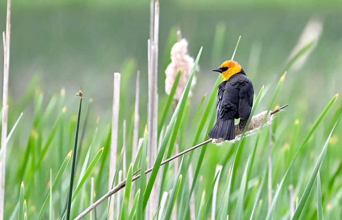 What Are Ramsar Sites and Why Do They Matter for UK Wetlands?