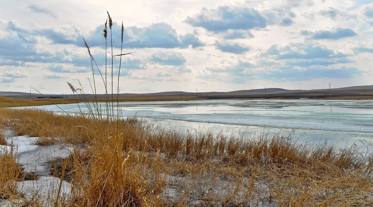 Winter Wetland Ecology: How Life Adapts to Cold and Flooding